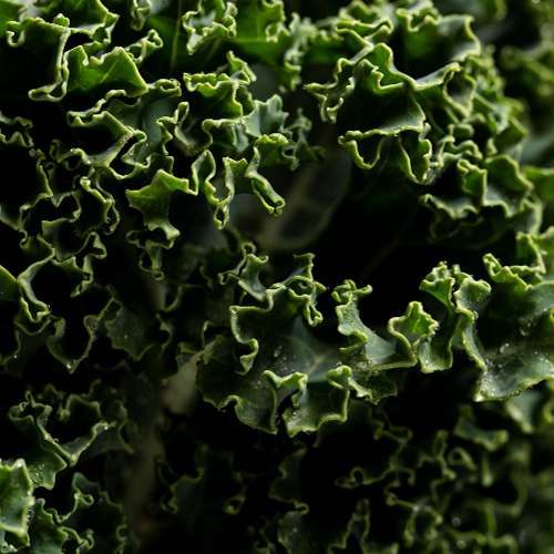 kale.jpg